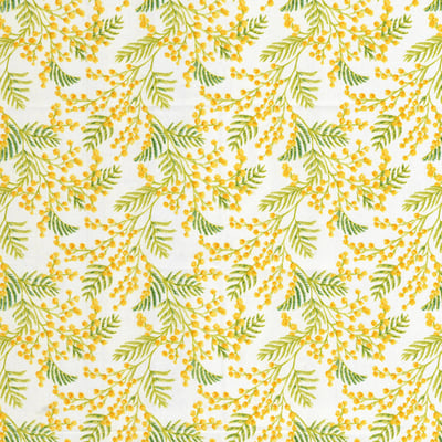 Yellow mimosa — afbeelding 2 van 2